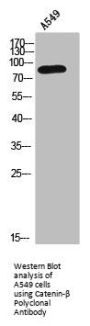CTNNB1 Antibody