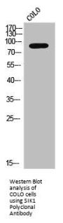 SIK1 Polyclonal Antibody