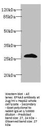 EFNA3 Antibody