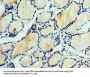 EFNA3 Antibody