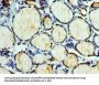 EFNA3 Antibody