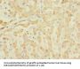 EFNB3 Antibody