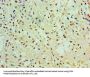 EGLN2 Antibody