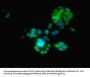 EGLN2 Antibody