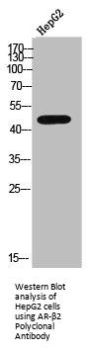 ADRB2 Antibody