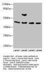 Acta1 Antibody
