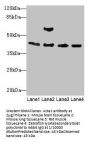 Acta1 Antibody