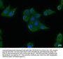 EIF2AK2 Antibody