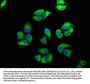 EIF2AK3 Antibody