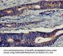 EIF4B Antibody