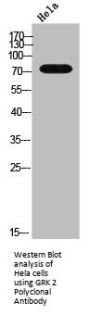 GRK 2 Polyclonal Antibody
