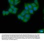EIF4G2 Antibody