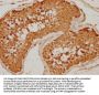 EIF4G3 Antibody