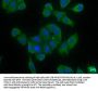 EIF4G3 Antibody