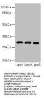 CELA3A Antibody
