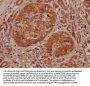 ELF3 Antibody