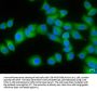 ELF3 Antibody