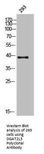 AWAT1 Antibody