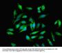 EML2 Antibody