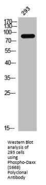 Phospho-DAXX (S668) Antibody