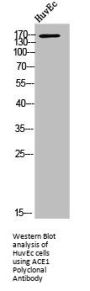 ACE Antibody