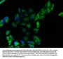 ENG Antibody