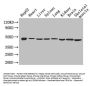 Eno1 Antibody