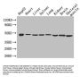 Eno1 Antibody