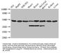 Eno1 Antibody, HRP conjugated