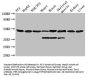 Eno1 Antibody, HRP conjugated