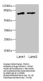 ENOX1 Antibody