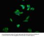ENPP1 Antibody