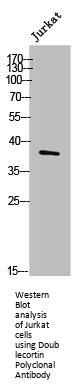 DCX Antibody