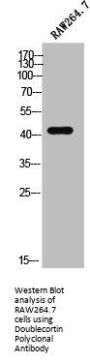 DCX Antibody