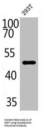 DCX Antibody