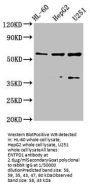 ENTPD1 Antibody