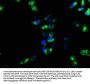ENTPD1 Antibody