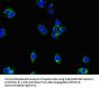 ENTPD8 Antibody
