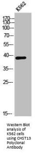 CHST13 Antibody