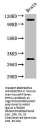 EPHA1 Antibody