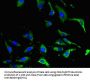 EPHA4 Antibody