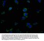 EPHA8 Antibody