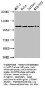 EPHB3 Antibody