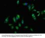 EPHB3 Antibody