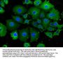 EPN2 Antibody