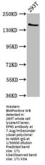 EPRS Antibody