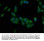 EPRS Antibody