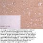 EPX Antibody