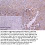 EPX Antibody