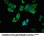 ERAP1 Antibody